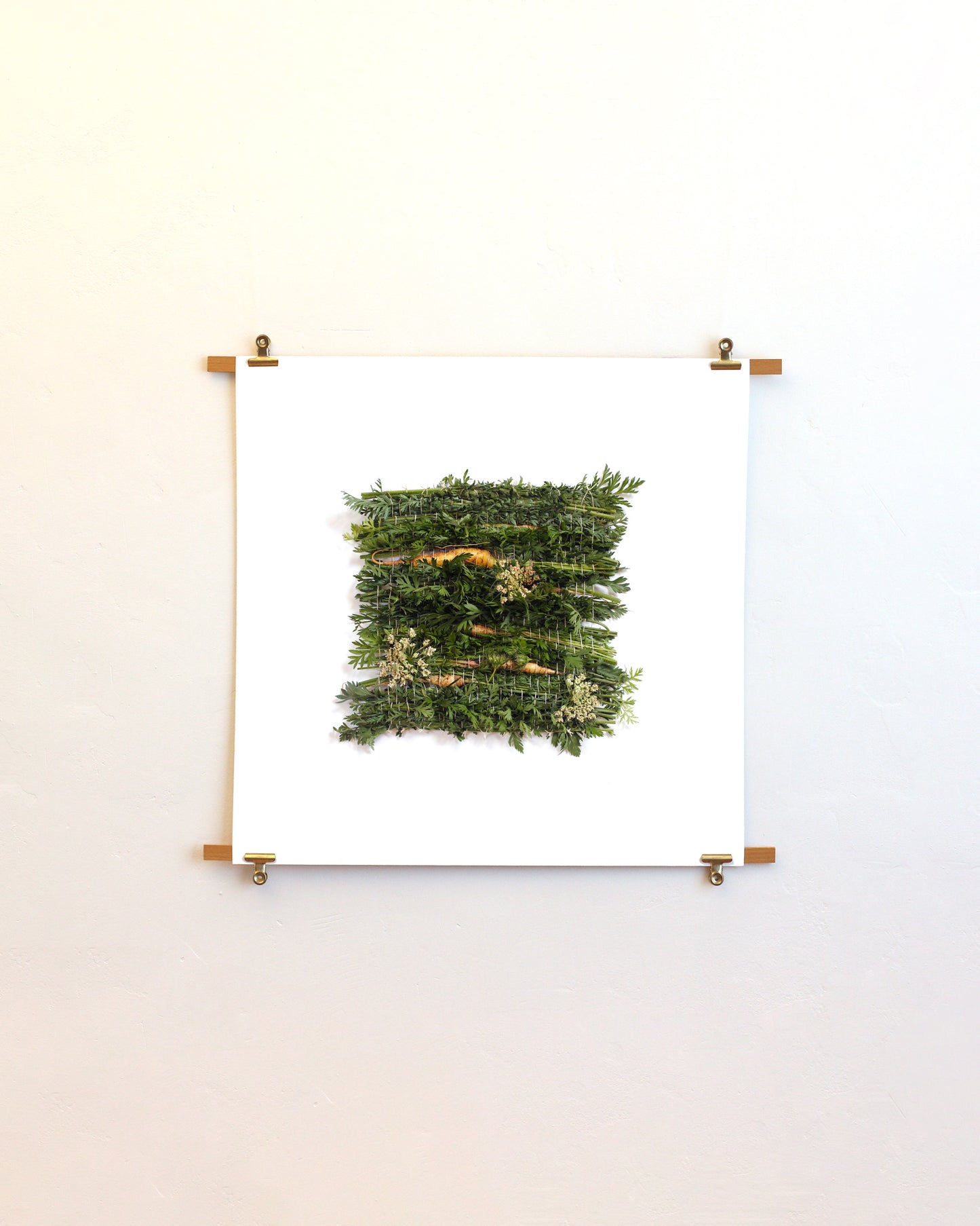 Daucus Carota - August. Fine art print.