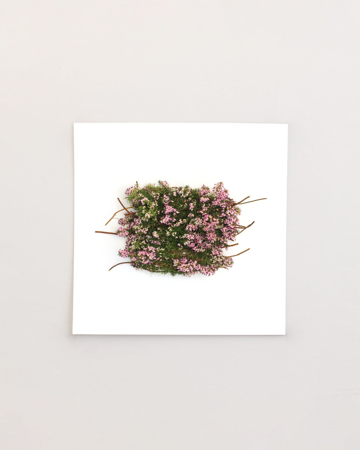 Calluna Vulgaris - January. Fine art print.