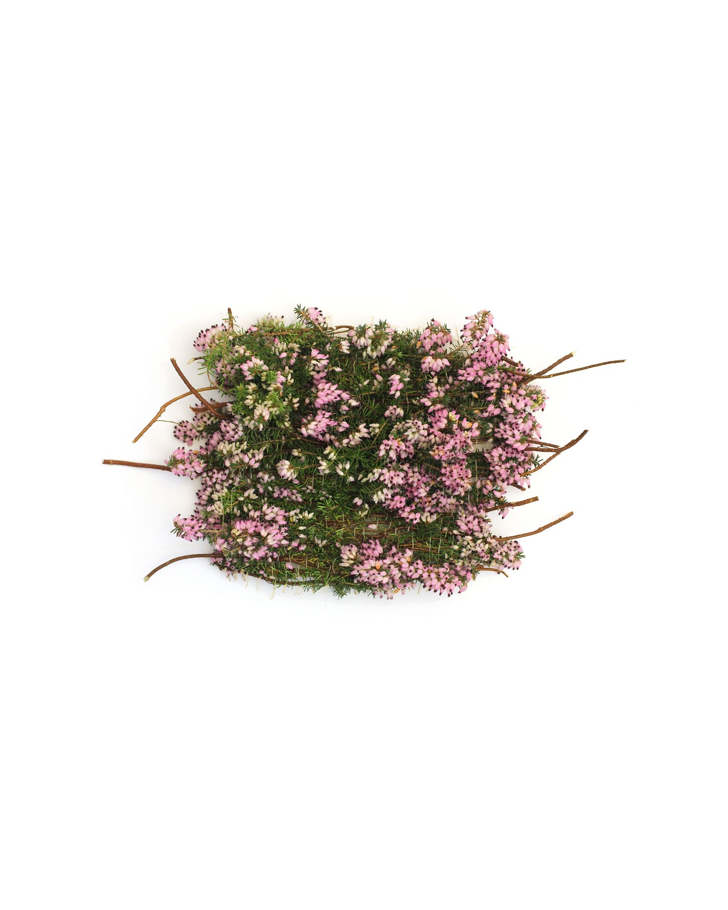 Calluna Vulgaris - January. Fine art print.