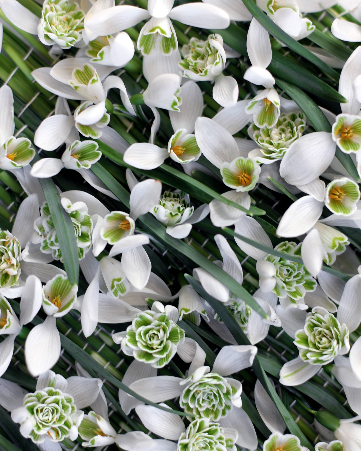 Galanthus Nivalis - February. Fine art print.