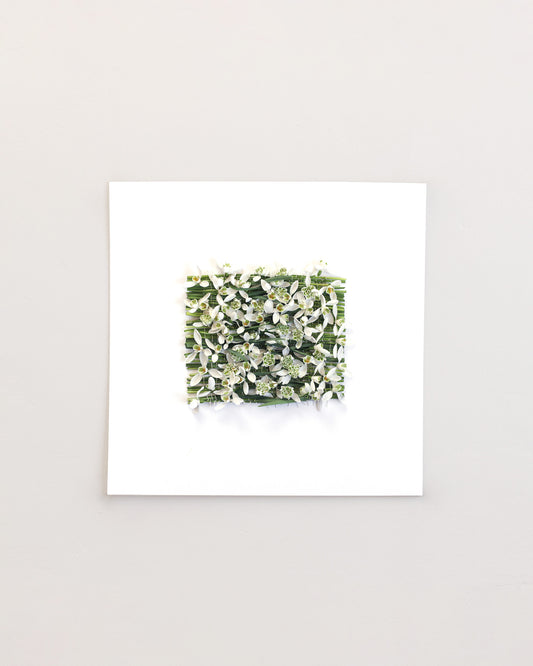 Galanthus Nivalis - February. Fine art print.