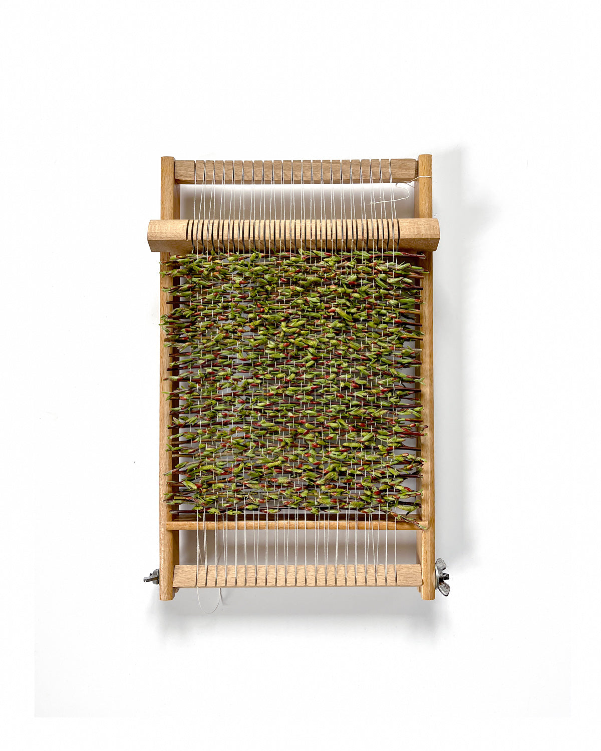 Salix angustifolia - March. Fine art print.
