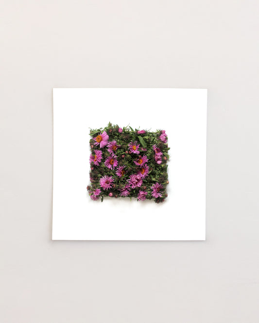 Purple Dome - September. Fine art print.