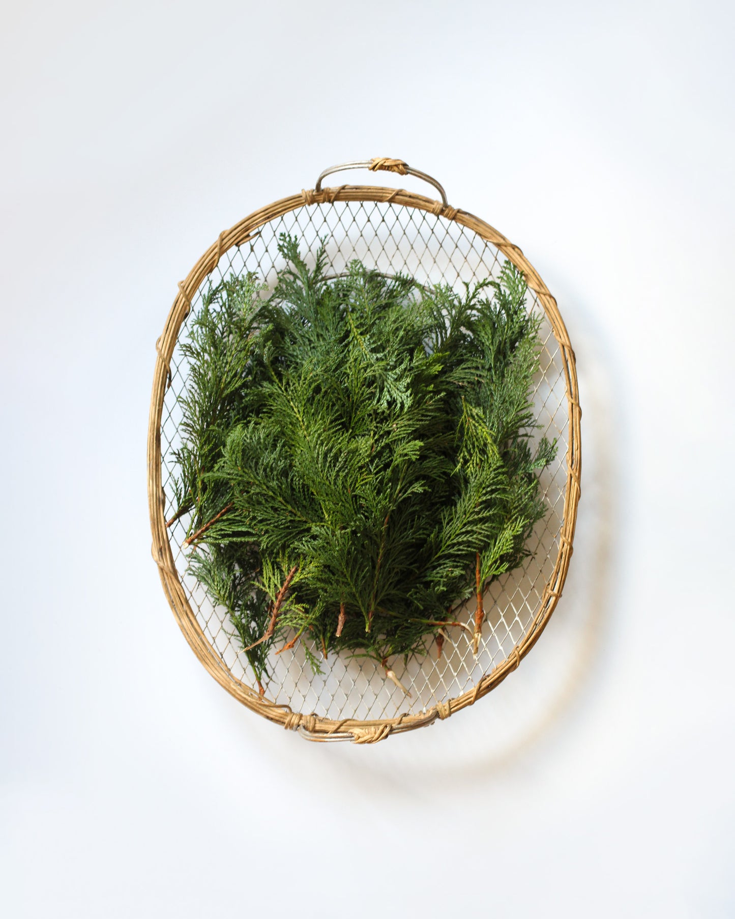 Thuja - December. Fine art print.