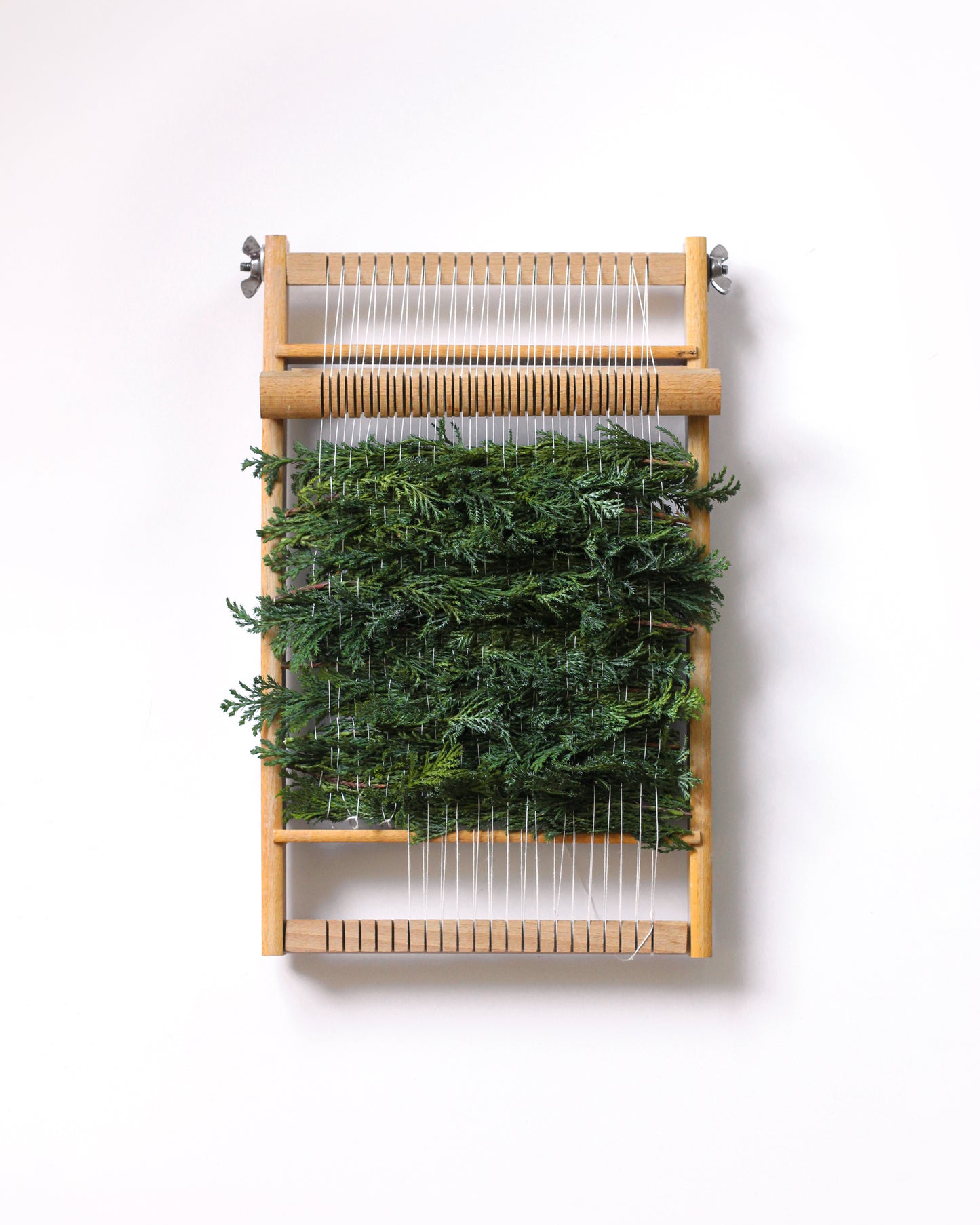 Thuja - December. Fine art print.
