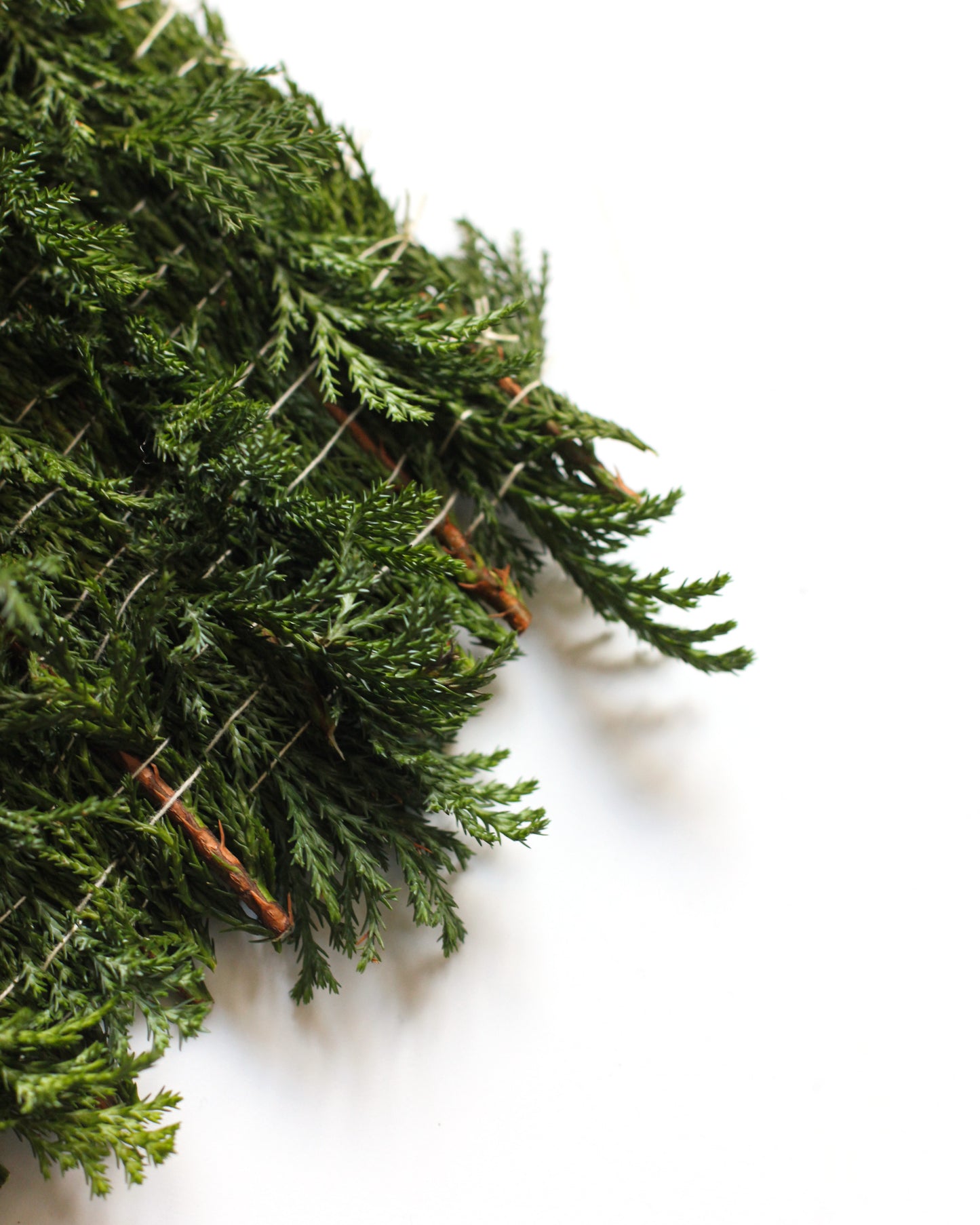 Thuja - December. Fine art print.