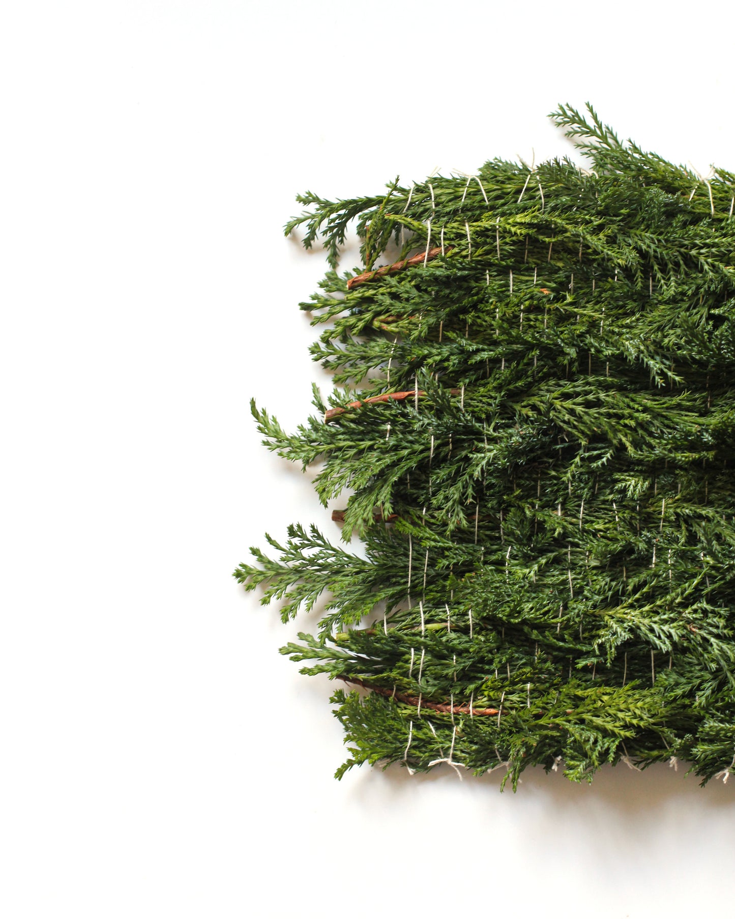 Thuja - December. Fine art print.