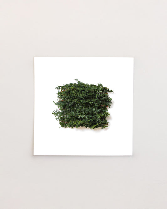Thuja - December. Fine art print.