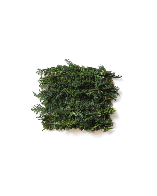 Thuja - December. Fine art print.