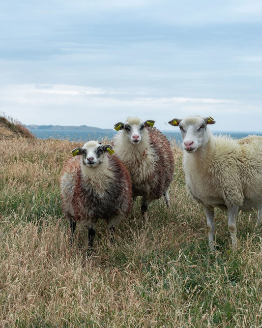 17 januar, 2026 - heldags WORKSHOP hos Det Vilde Spinderi. FÅ PLADSER TILBAGE.