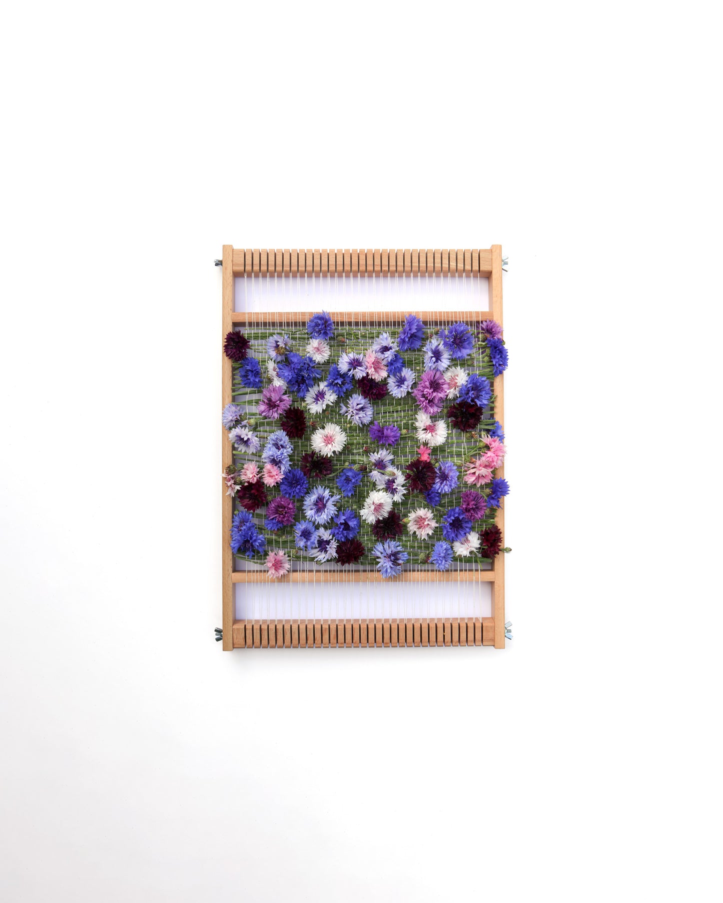 CORNFLOWER