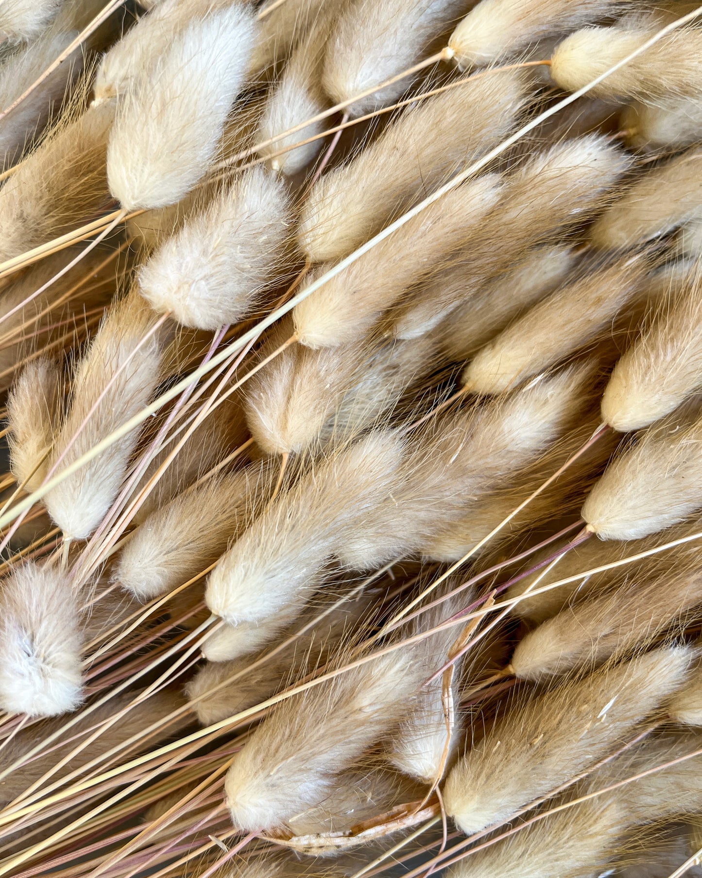 LAGURUS