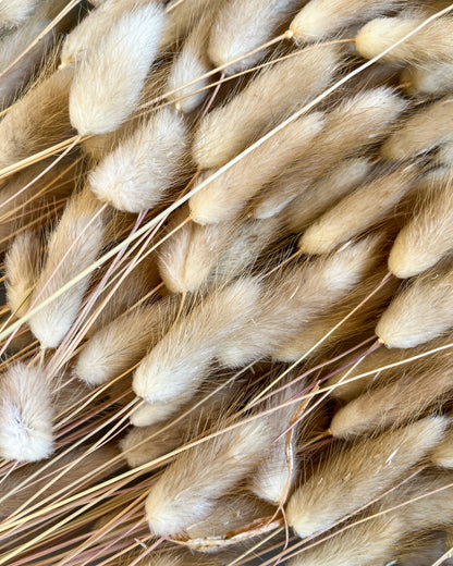 LAGURUS