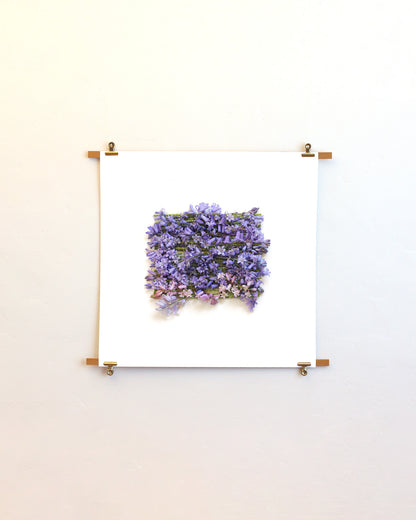 Hyacinthoides - May. Fine art print.
