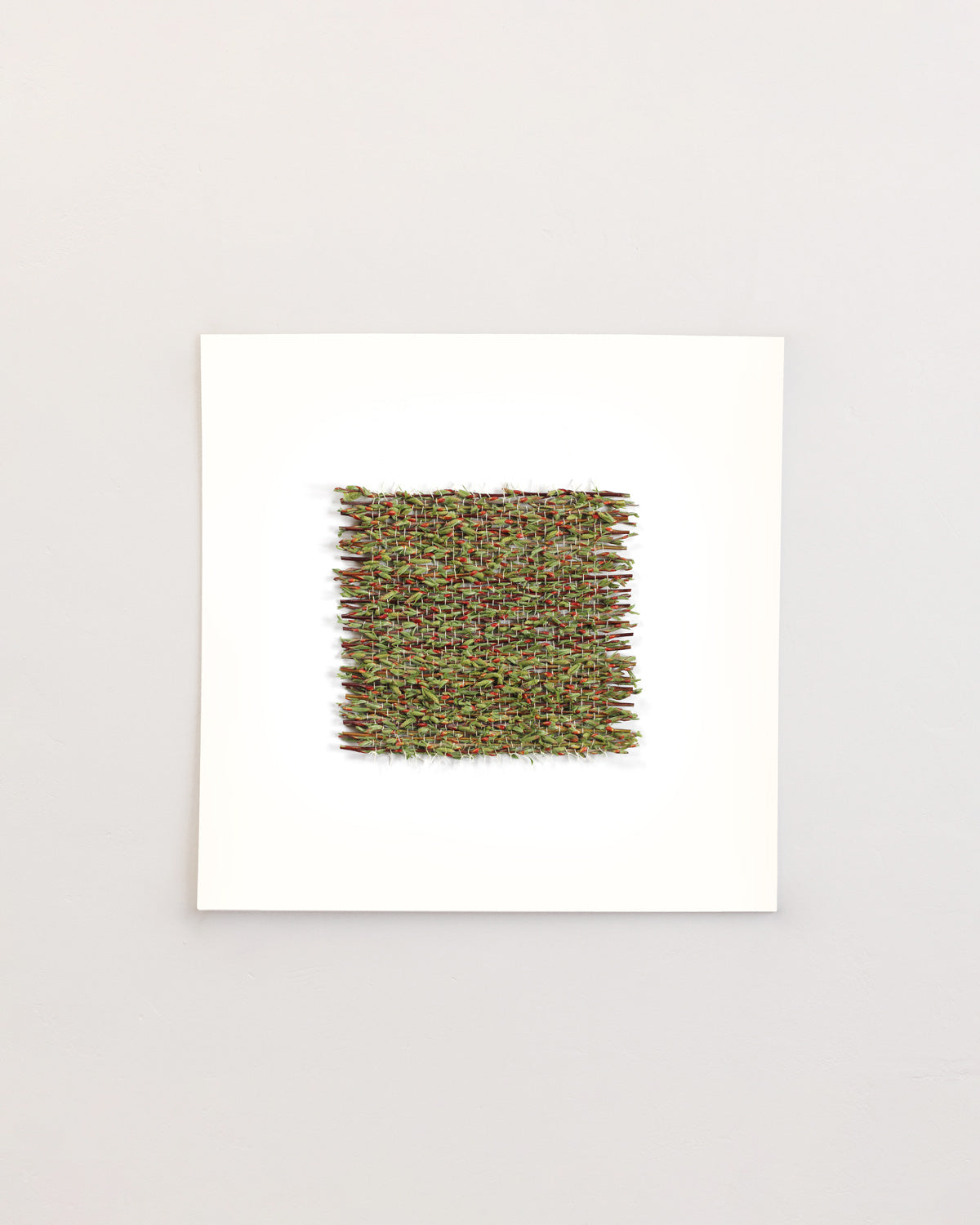 Salix angustifolia - March. Fine art print.